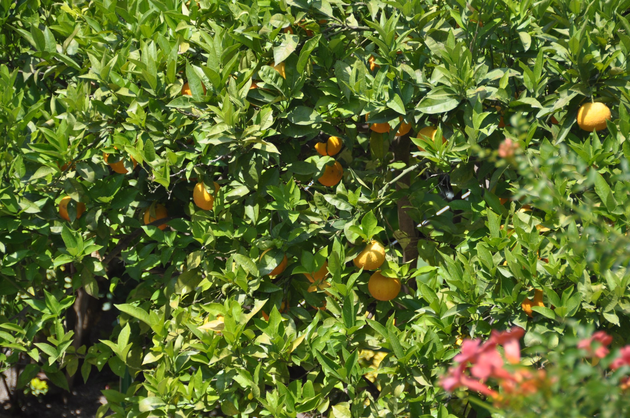 DSC_4132.JPG DSC 4132