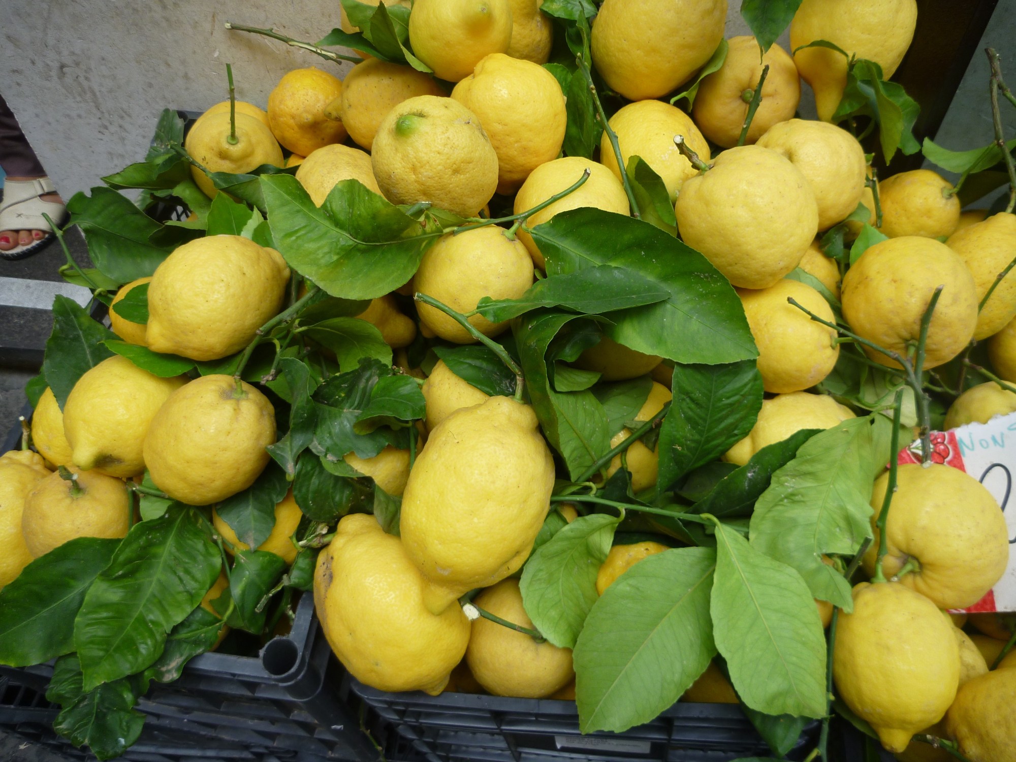 P1030869.JPG P1030869