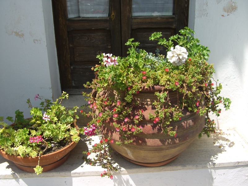 CIMG1108.jpg CIMG1108